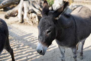 Fototapeta premium Close-up photo of a donkey. The animal is standing and resting.
