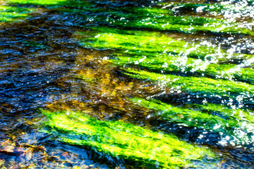 View of the water surface of the river Würm with intense green algae and plants
