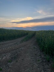 sunset in the field