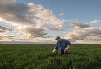 Young farmer examing  planted wheat in the field