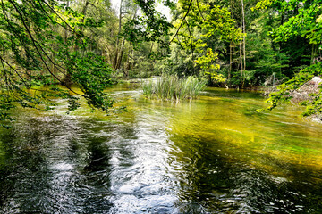Obraz premium View of the water surface of the river Würm with intense green algae and plants