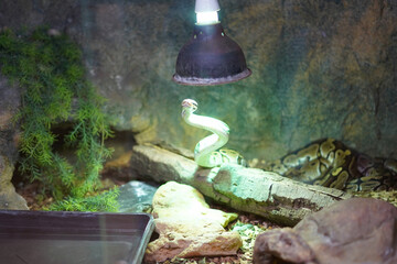 Photographed terrarium with a snake. The snake looks up to the light.