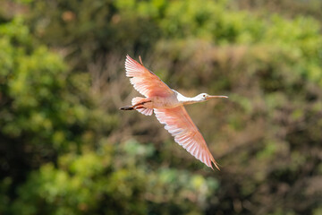 Roseate Spoonbill (Platalea ajaja), Colhereiro
