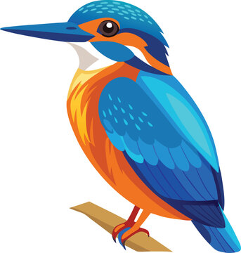 A beautiful Kingfisher on white background vector illustration