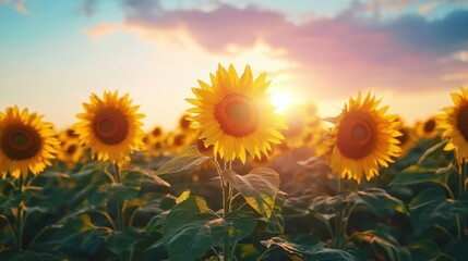 Fototapeta premium The Sunflowers in the Sunset