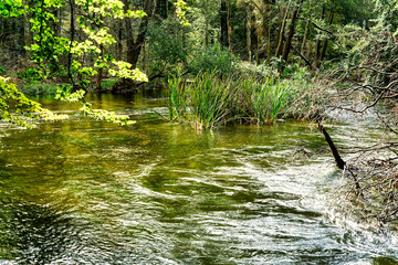 View of the water surface of the river Würm with intense green algae and plants