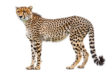 Powerful cheetah with sleek body isolated on transparent background