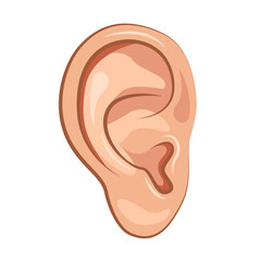 Close Up Human Ear icon. Part Of Body. Vector illustration.