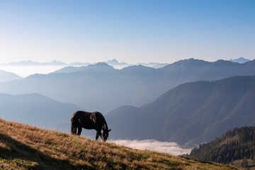 Silhouette of wild horse graze on grassy alpine meadow near Latschur in Gailtal Alpen, Carinthia,...