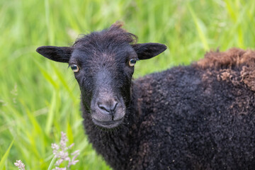 Fototapeta premium Mouton de Ouessant endémique de l'île d'Ouessant dans le Finistère, en Bretagne