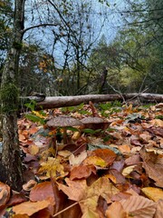 mushrooms during autumn in the woods