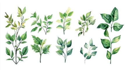 Artistic watercolor collection of foliage plants with intricate detailing, each isolated in a thin frame, against a luminous white background