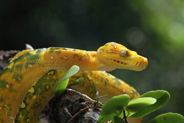 Green tree python on branch, Morelia viridis on natural background