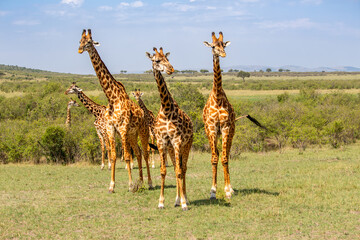 A family of giraffes in the Maasai Mara