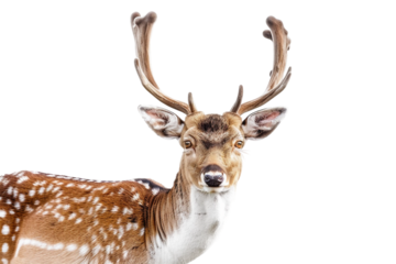 Alert deer with ears perked up isolated on transparent background