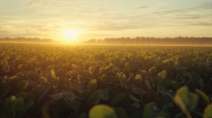Obraz premium Serene Sunrise Over Fields