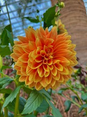 orange flower