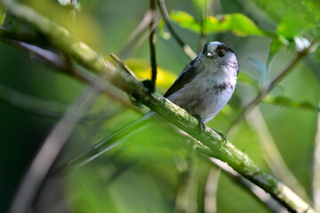 Obraz premium Schwanzmeise // Long-tailed tit (Aegithalos caudatus)