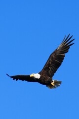 american white-headed sea eagle