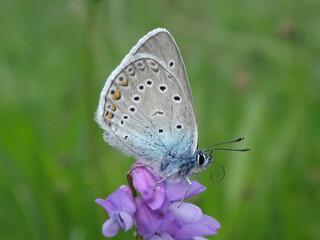 Amanda's blue butterfly (Polyommatus amandus) sitting on purple tuffted vetch flowers