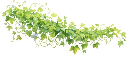 Leaf vine illustration on a clean white background