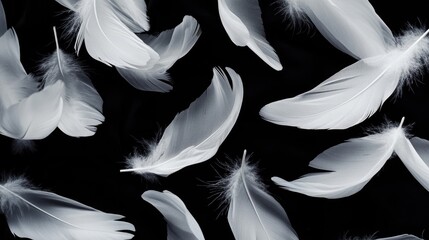 Obraz premium Artistic spread of white feathers on a dark black background, emphasizing their light and graceful form