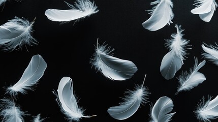 Obraz premium Artistic spread of white feathers on a dark black background, emphasizing their light and graceful form