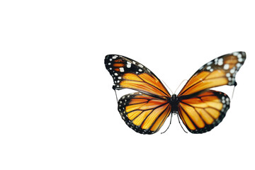 Fototapeta premium High Quality Image of Butterfly Glasses Set Against Transparent Background Featuring Detailed Texture and Clear Appearance Ideal for Artistic and Commercial Projects