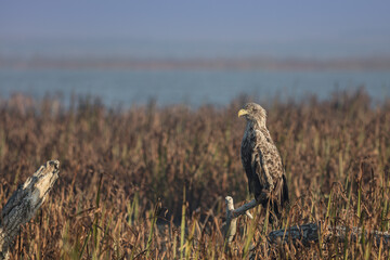 white tailed eagle