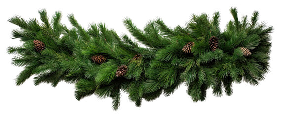 PNG Straight christmas tree pine garland plant fir white background.
