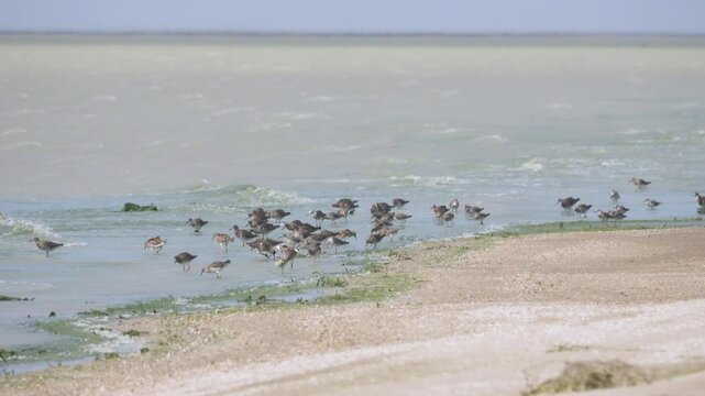Wetlands. Spring stop-over of Ruffs (Philomachus pugnax) on shore of shallow hypersaline lake Sivash. Crimea. Appetitive behavior. Birds feed on mosquito larvae and mostly peck Artemia salina.