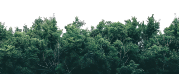 PNG Lush green forest treetops sky