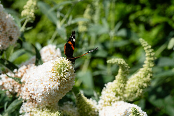 Der Schmetterlingsflieder Buddleja davidii und seine Besucher