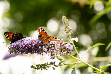 Der Schmetterlingsflieder Buddleja davidii und seine Besucher