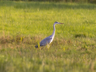Reiher auf der Wiese