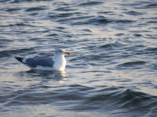 Möwe schwimmt im Meer
