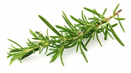 Fototapeta premium Fresh Rosemary Sprig - Culinary Herb, Green Plant