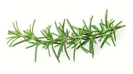Naklejka premium Fresh Rosemary Sprig Isolated on White Background