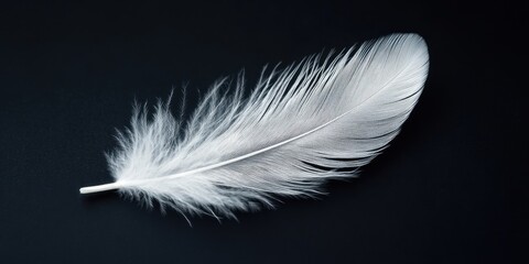 Obraz premium Elegance in Contrast: Single White Feather on Black Background, Symbolizing Lightness Concept in Minimalist Composition