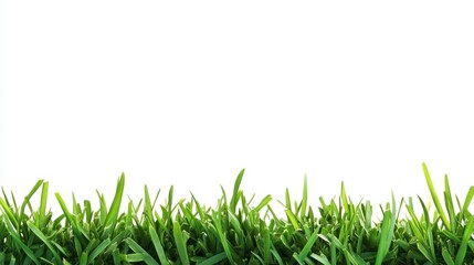 Fototapeta premium grass on the ground on the bottom part of the frame isolated on white background