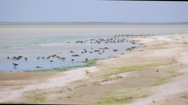 Wetlands. Spring stop-over of Ruffs (Philomachus pugnax) on shore of shallow hypersaline lake Sivash. Crimea. Appetitive behavior. Birds feed on mosquito larvae and mostly peck Artemia salina.