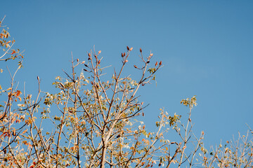 autumn leaves against blue sky