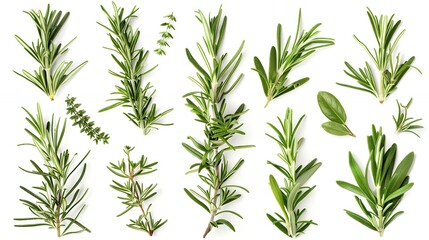 Obraz premium Fresh rosemary sprigs arranged in a pattern against a white background.