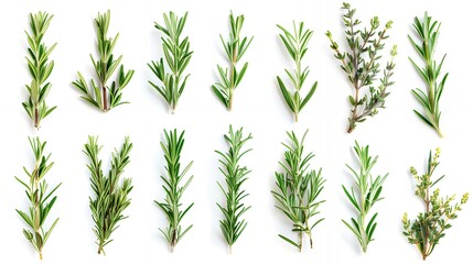 Fototapeta premium Fresh rosemary and thyme sprigs arranged in a row on a white background.