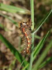 Knot grass moth (Acronicta rumicis), caterpillar climbing up a blade of grass