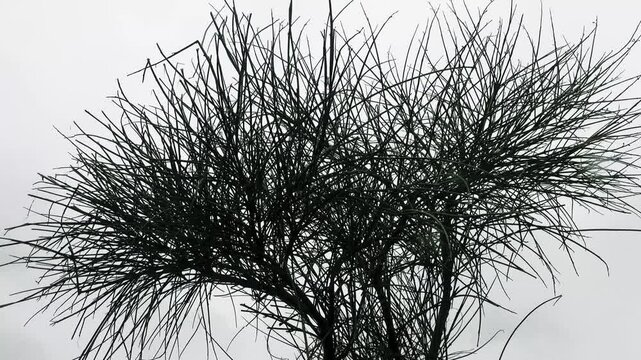 A paniculate bush of Weaver's broom (Genista junceum) against the winter windy sky