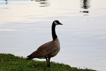 goose on the lake