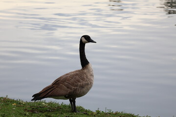 Goose by a lake