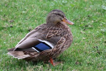 duck in the grass