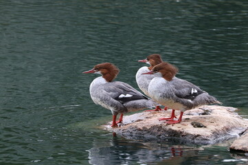 merganser by the water